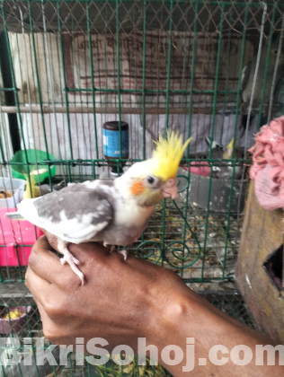 ককাটেল পাখি